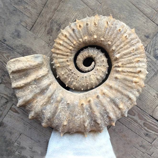 Polished Ammonite — Asteroceras sp.