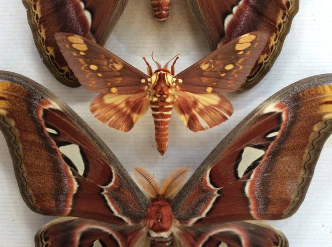Atlas Moth, Cased — Attacus atlas