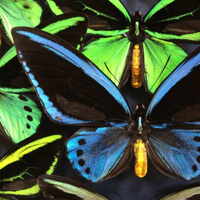 Birdwing Butterflies, Cased — Ornithoptera spp.