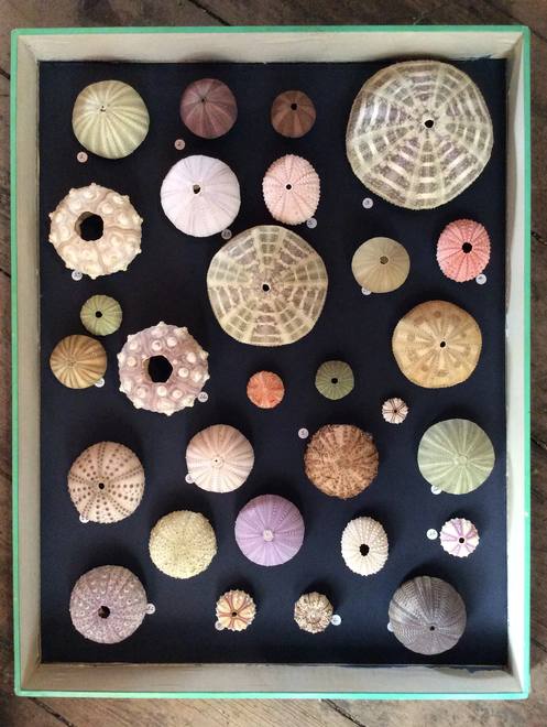 Specimen Case of Urchins — Echinoidea, mounted