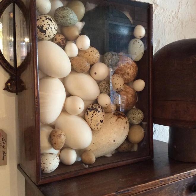 Cabinet of Eggs — Oology, antique