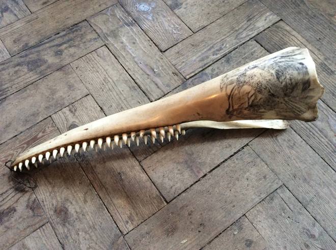 Gharial Jaw — Gavialis gangeticus
