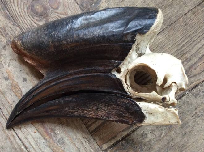 Hornbill Skull — Buceros sp.
