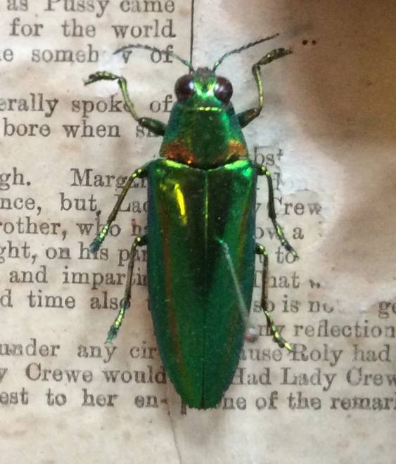Jewel Beetle on a Page — Buprestidae