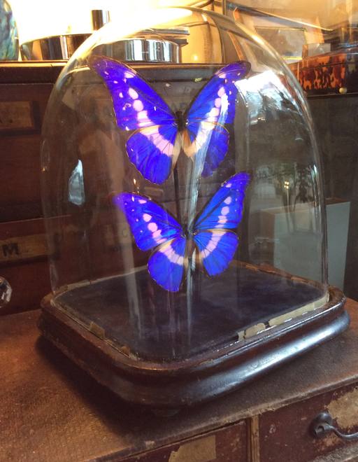 Blue Morpho Under Glass — Morpho menelaus