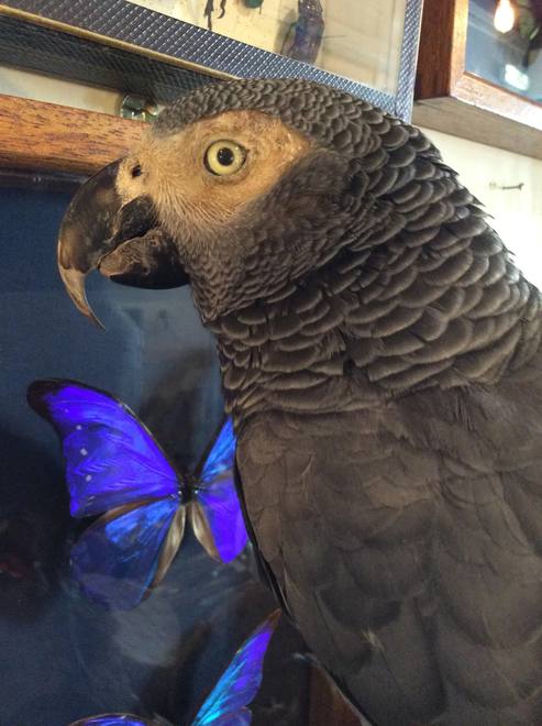 Taxidermy African Grey — Psittacus erithacus