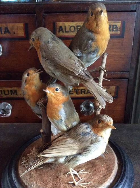 Robins Beneath a Dome — Erithacus rubecula