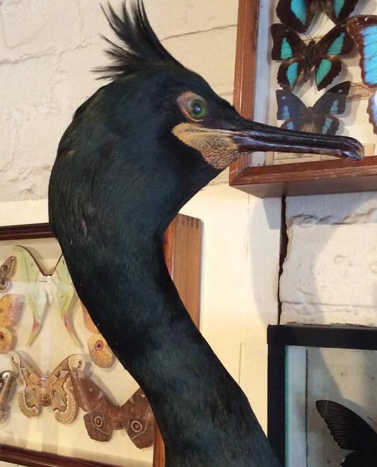 Victorian Shag — Phalacrocorax aristotelis