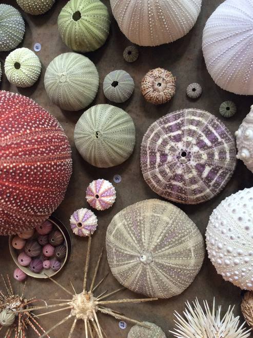 A Gathering of Sea Urchins — Echinoidea